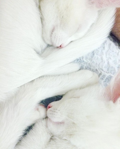 神秘的 オッドアイ を持つ双子の姉妹猫の瞳が美しすぎて吸い込まれそう 写真１０枚 にゃんわん