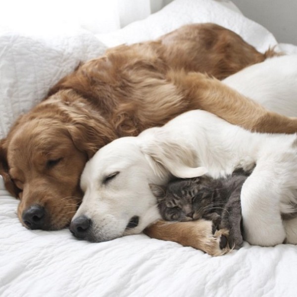 犬のカップルと猫が仲良く寝ている姿に心が和む 動画 にゃんわん
